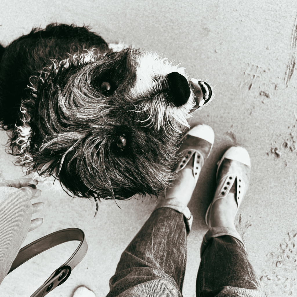 Pourquoi offrir un cadeau à votre DOG pour la Saint-Valentin (5)