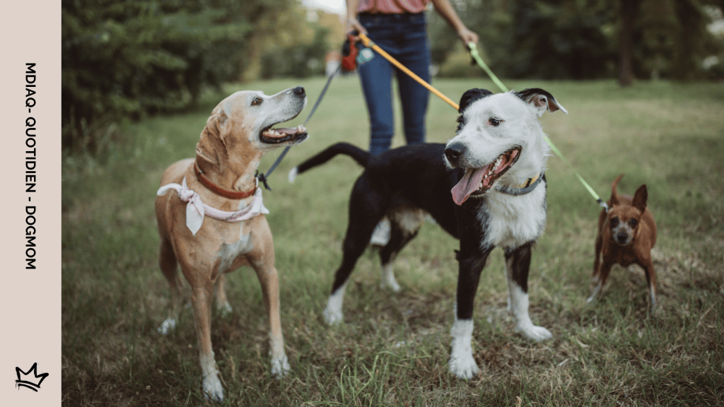 Comment faire garder son chien ?