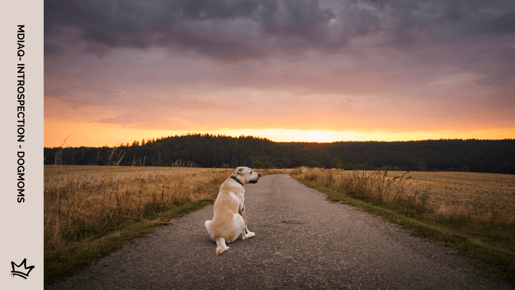DOGMOM et stress, on en parle ?