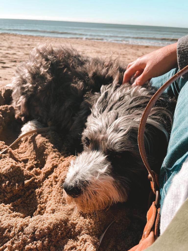 Chien et travail (1)