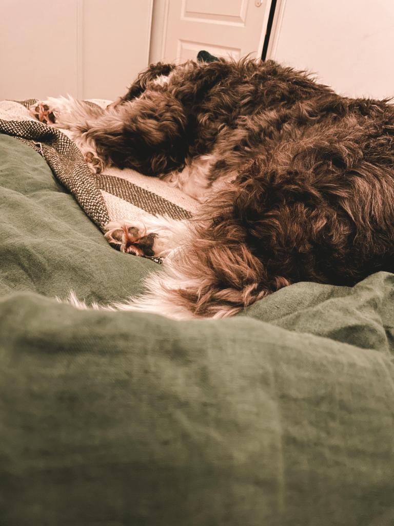 Chien et travail (5)