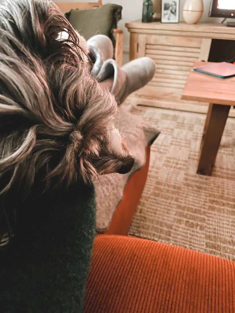 Chien et travail (6)