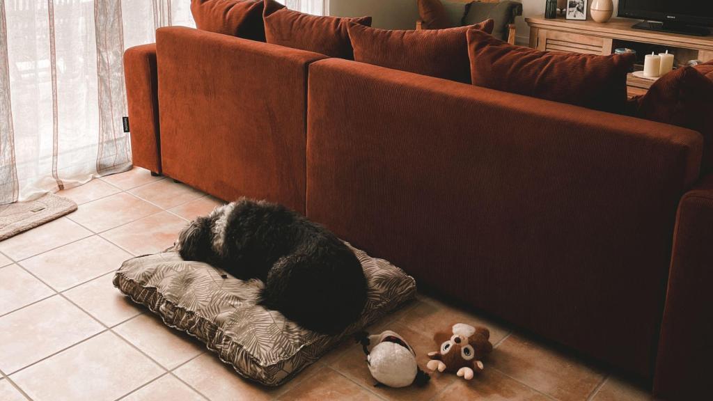 J&rsquo;ai un chien et je travaille, ça vous choque ?