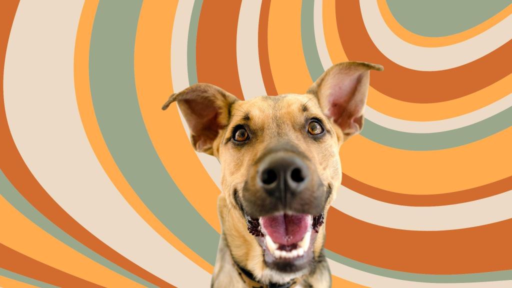 Le cercle vertueux avec ton chien