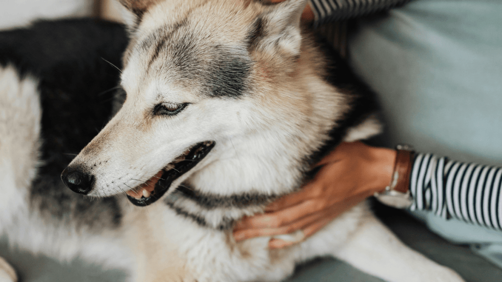 MEDICAL TRAINING AVEC SON CHIEN (10)