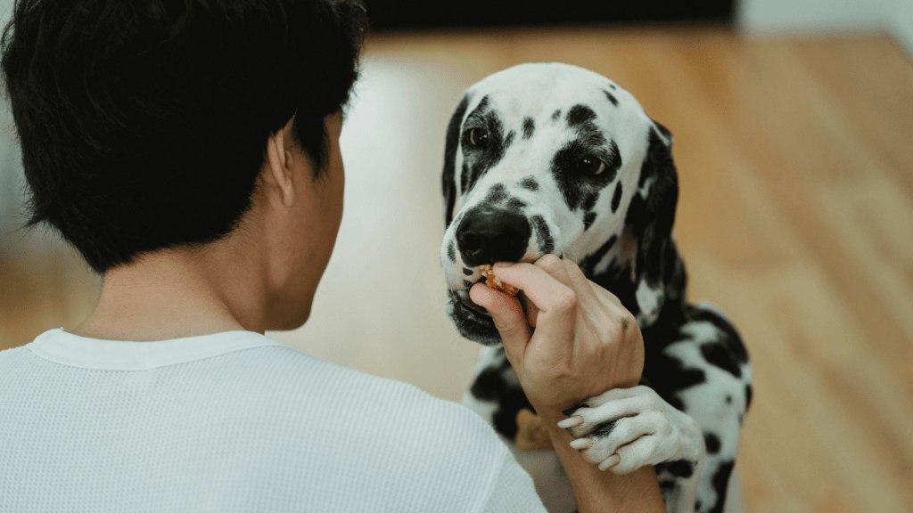 MEDICAL TRAINING AVEC SON CHIEN (12)