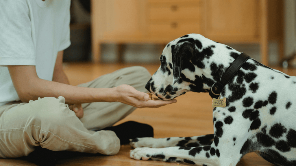 MEDICAL TRAINING AVEC SON CHIEN (4)