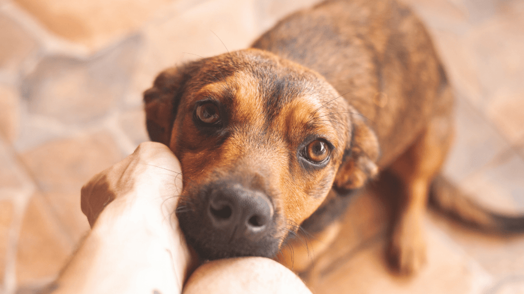 MEDICAL TRAINING AVEC SON CHIEN (9)