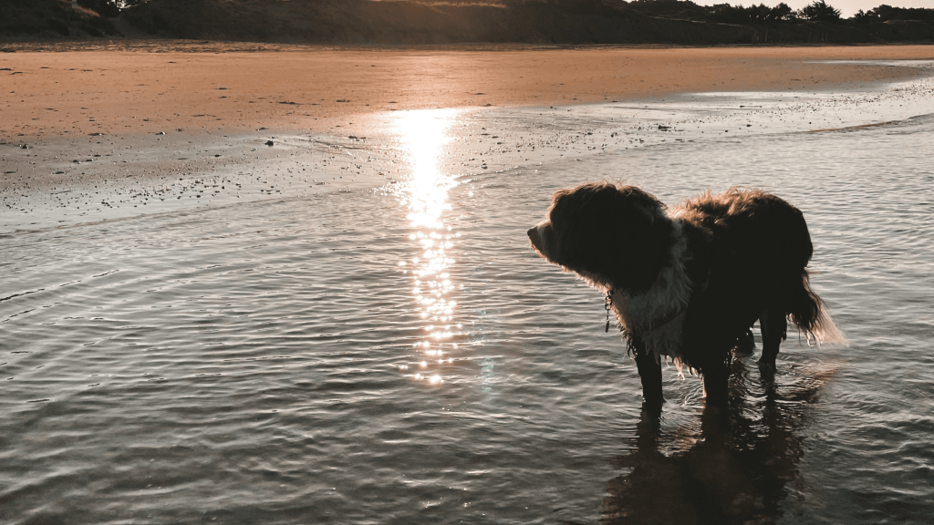 Sea, Dog and Sun : emmener son chien à la plage