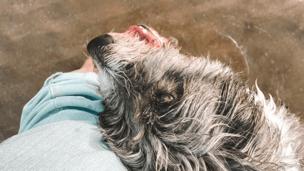 Temps forts du quotidien avec votre chien
