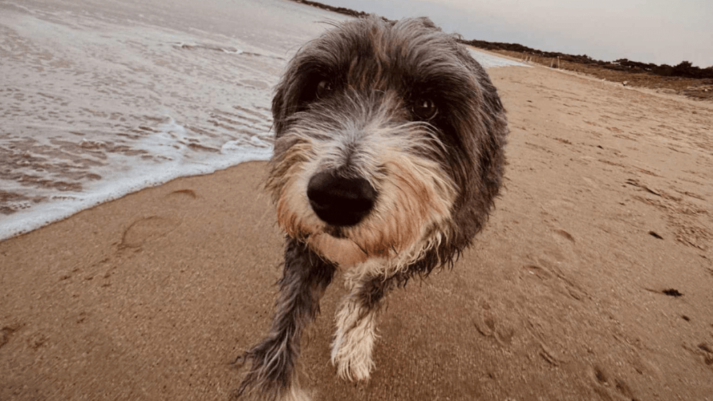 Mon chien est introverti