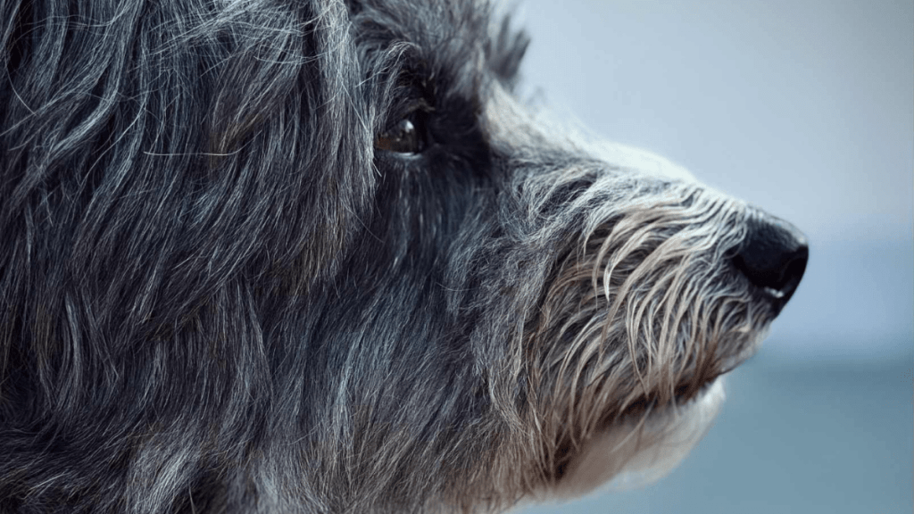 Mon chien n’est pas parfait…