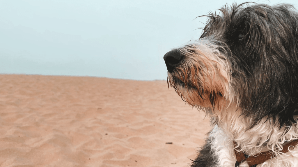 Méthodes d’éducation canine : faut-il toutes les connaître ?