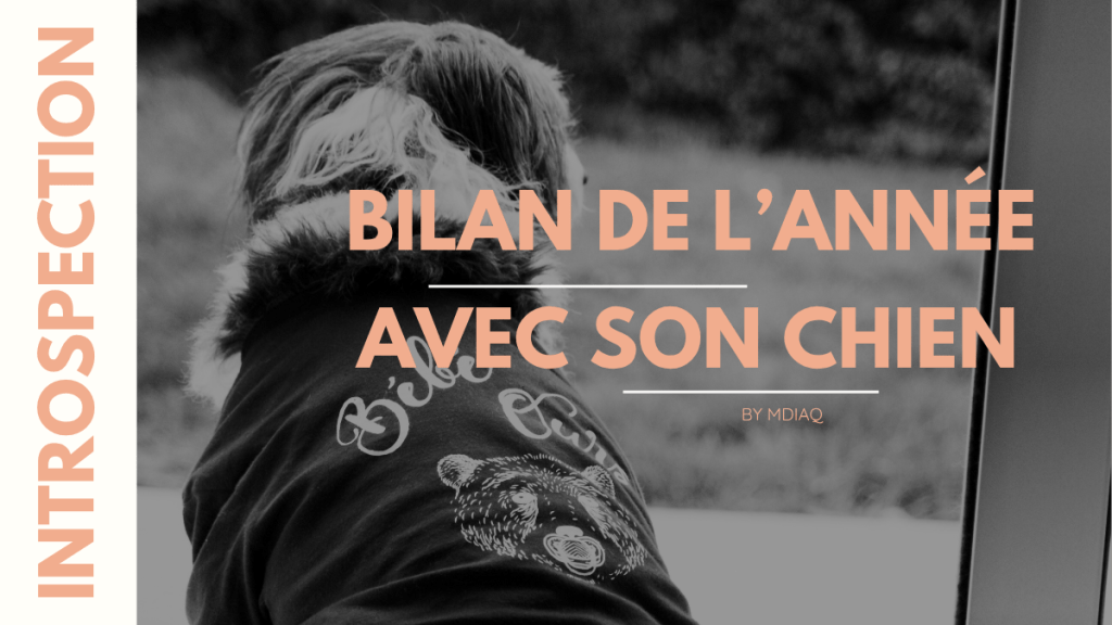 Bilan de l’année avec son chien