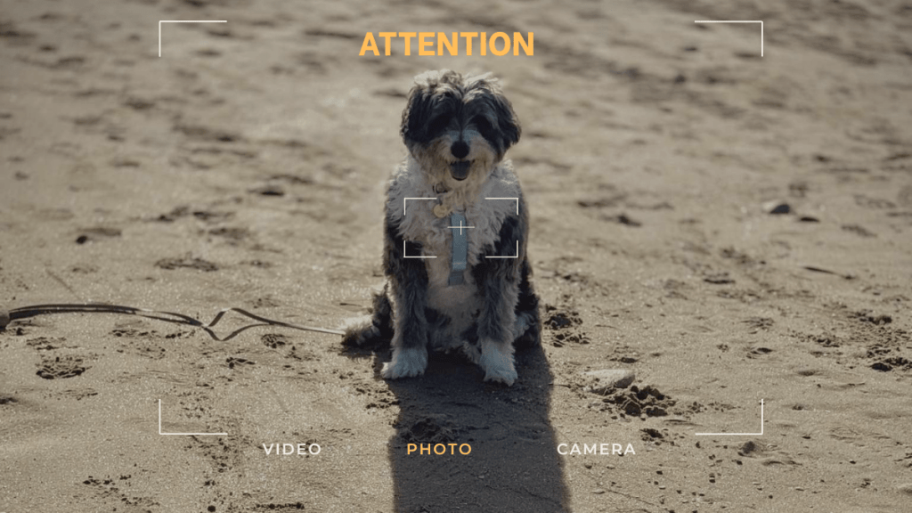 Danger : les mauvaises pratiques avec un chien