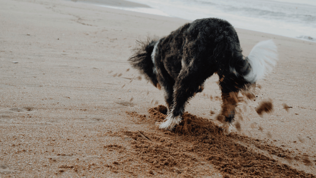 L&rsquo;éducation du chien, une question de choix