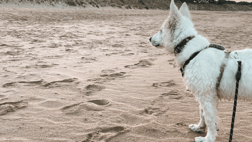 Avant même son arrivée, votre chiot est déjà étiqueté