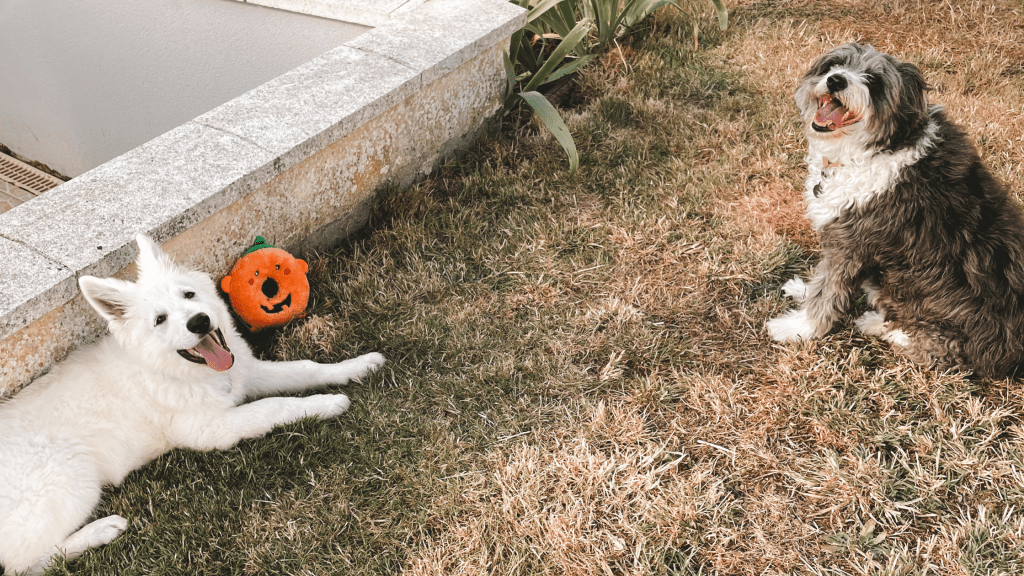 Un chiot dans la vie de mon senior
