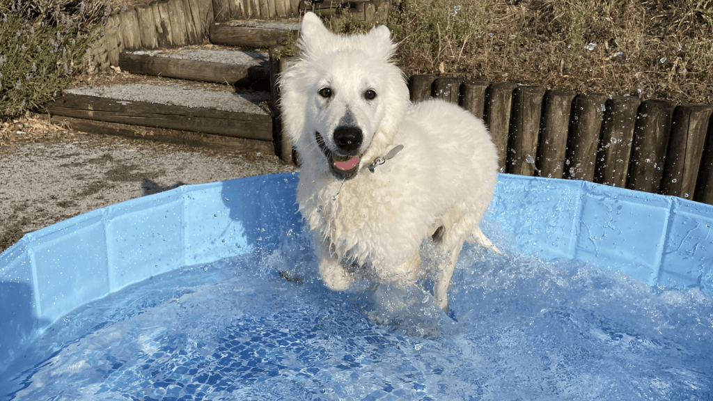 Canicule et chiot