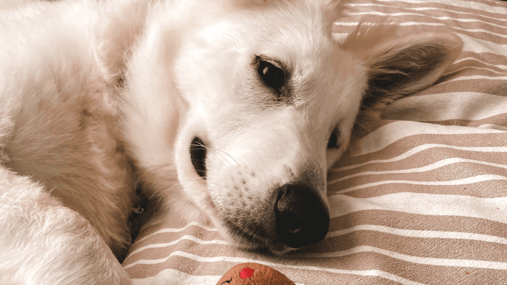 Frustration chez le chiot